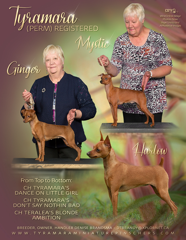 Miniature pinscher kennel club cheap